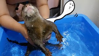 Playing in the water pt.8  Otter Bingo swimming in a huge mortar tub