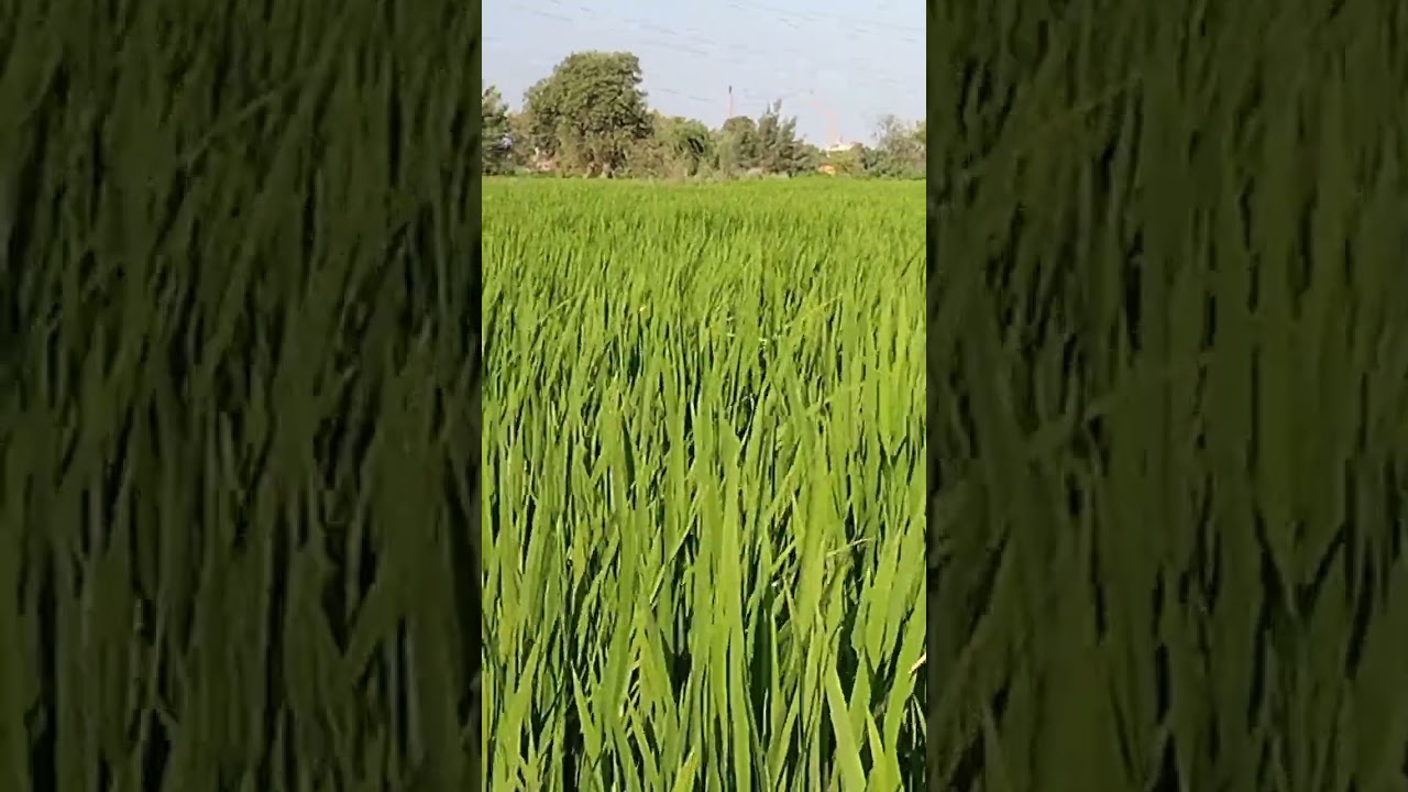 أهم 3وصايا لمحصول الأرز خلال شهر يوليو