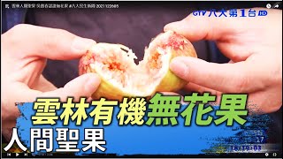 雲林人間聖果 吳寶春認證無花果  │八大民生新聞 2021122605