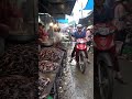 Hidden Protein: The Nutritional Secrets Behind Asia’s Chaotic Gecko Markets.