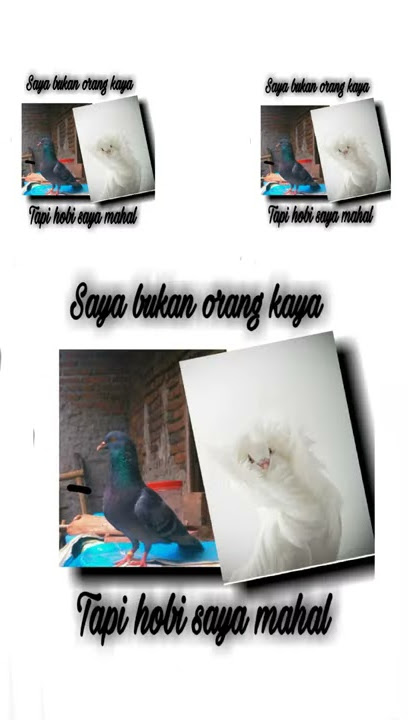 Story wa merpati hobi kami mahal 😱👍