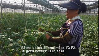 ［Tomato virus］Plant virus inhibitor treatment on TSWV & TYLCV