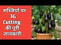 3G Cutting से करें कमाल पायें  300% ज्यादा 🍆🍅फल- फूल और सब्जियां