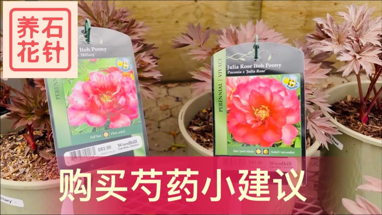 购买盆栽芍药的几个小建议 花店居然看见 伊藤牡丹 Peony Youtube