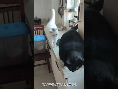 Сборник приколов #shorts #юмор #приколы #shortvideo #мемы #subscribe #comedy