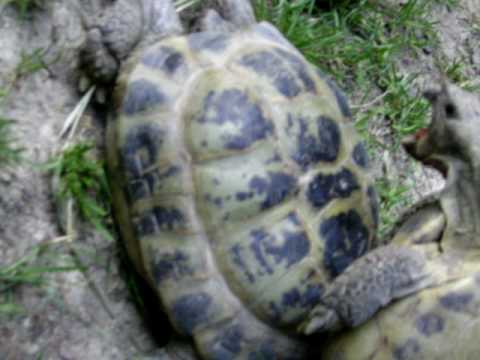 Wideo: „Żółwiowa Dama” I Jej Ratunek Dla żółwi Robią Różnicę W Wielkiej Brytanii