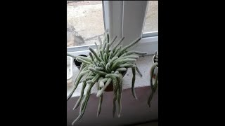 Yilan Kaktüsünü Çoğaltirken Di̇kkat Etmeni̇z Gerekenler