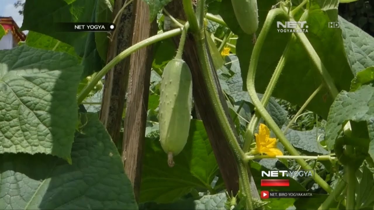 Budidaya Mentimun Baby - NET YOGYA 