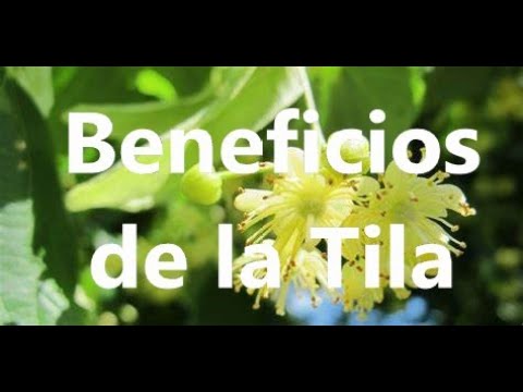 Beneficios de la Tila - YouTube