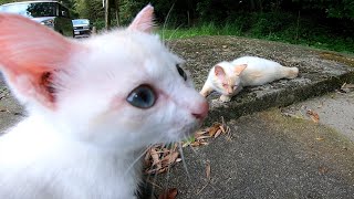 子猫が一人ぼっちで寂しそうだったので先輩猫にお友達になってもらえるように頼みに行ってきた
