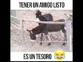 El burro inteligente