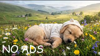 12 Hours Relaxing Dog Music 🐶 Peaceful Piano for Better Sleep, Calm Puppies & Anxiety Relief