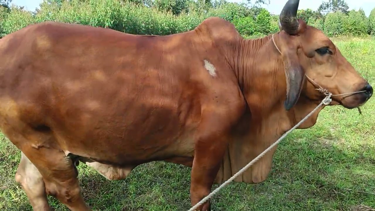 28) bán em cái mới  tách con cấy 3b được  gần 3thang  giá 30tr cô chú ac xem ưng bò LH 0352899260