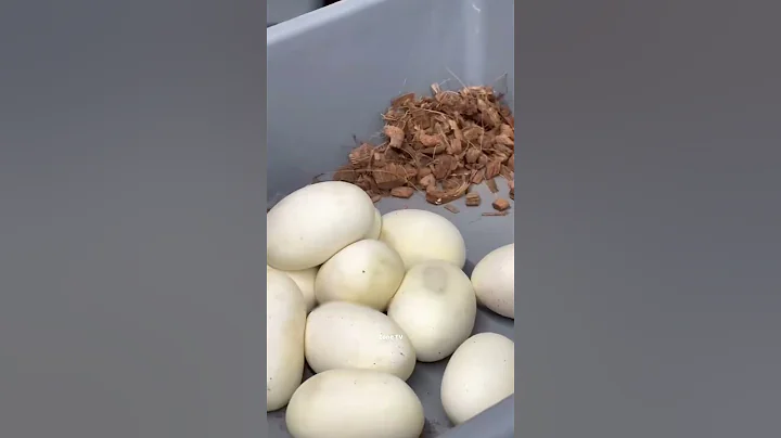 Why do snake eggs stick together? 🐍 #zonetv #shorts