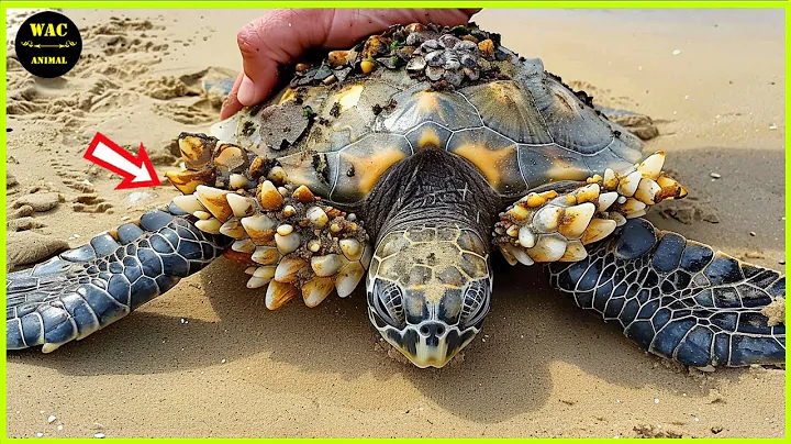 50 Animals That Asked People for Help & Kindness Caught On Camera ! #74