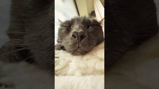 Farrah Mavis Being a Sleepy Cutie 🤍 #cat