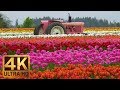 Ultra HD Flowers Scenery - Wooden Shoe Tulip Festival in Oregon, part 1 - Trailer Ultra HD Flowers Scenery - Wooden Shoe Tulip Festival in Oregon, part 1 - Trailer