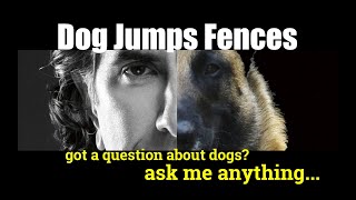How to Keep Dogs from Jumping a Fence  ask me anything  Dog Training and Safety