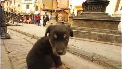 Magic Moments in Kathmandu Monkey temple before earthquake. Blessing for Nepal