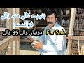 Poori Game Sialkoti Batery Farances Chuway Far Sale