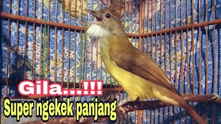 Cucak Jenggot Gila Super Ngekek Panjang