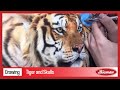 Tiger and Skulls - Air Brush Hyperrealistic Painting / Bicman