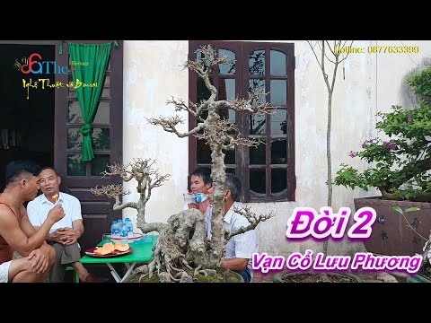 Video Xem vườn anh Chính Phú Xuyên người từng sở hữu Tác... - youtube