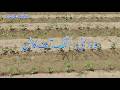 King of Cotton Variety Update | Urea + Sulphur Application &amp; Pest Control (14 April 2026)