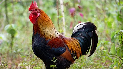 ЗВУК ПЕТУХА.🐓 Или как говорит петух. ПЕТУХ ПОЕТ. КРИК ПЕТУХА. Кудахтанье или голос курицы.