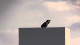 One Of The Most Intelligent Birds. The Starling. A Beautiful Singer As Well