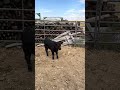 New Calf for Little 15 🐮 He’s Not Too Sure Yet! #FarmLife #Homestead
