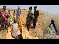 Incredible traditional village life pakistanwheat harvesting in punjab village