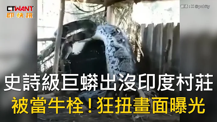 CTWANT 國際新聞 / 史詩級巨蟒出沒印度村莊　被當牛栓！狂扭畫面曝光 - 天天要聞