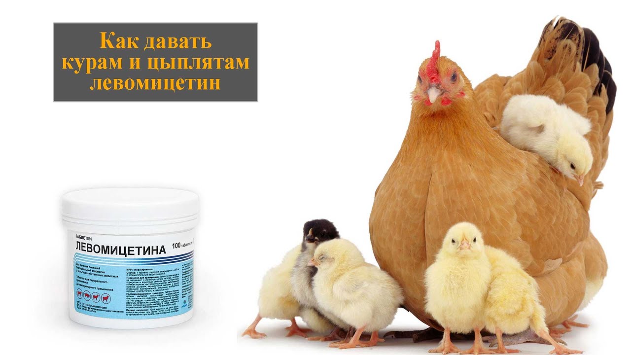Антибиотики дают курам. Левомицетин для кур несушек. Левомицетин курам несушкам дозировка. Витамины антибиотики для цыплят бройлеров. Ветеринарная аптечка для цыплят бройлеров.