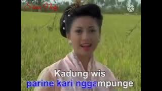 HOYA HOYA - LYA VARIESTA @ KENDANG KEMPUL