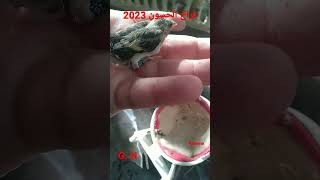 فراخ الحسون 2023 مع G. H