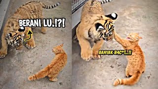 OREN BARBAR.! Kucing Oren Ini Nampol Harimau Sampe Kena Mental.! Auto Bikin Ngakak