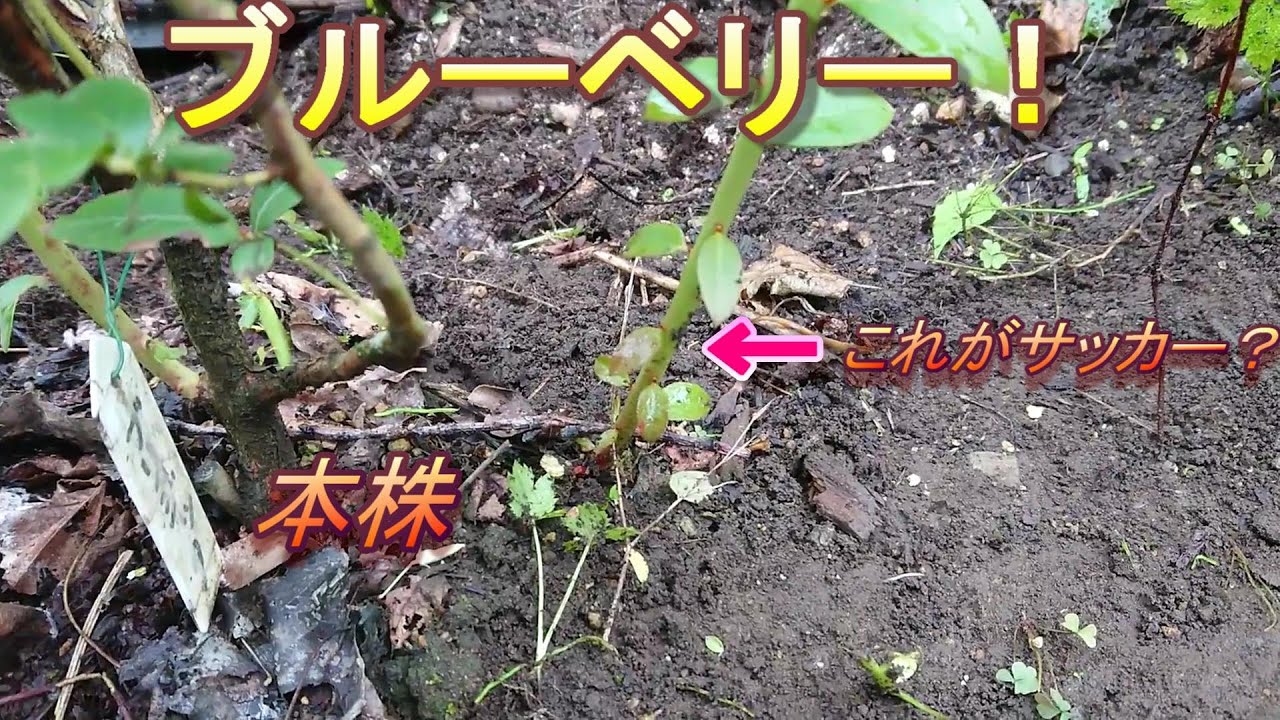 ブルーベリー これはサッカー シュート Youtube