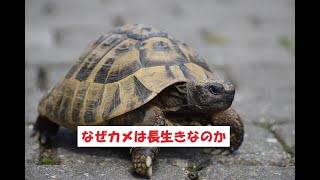 なぜカメは長生きなのか