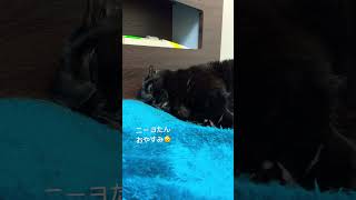 【黒猫マンチカン】ニーヨたん おやすみ shorts short shortvideo blackcat munchkin 短足 短足マンチカン 癒し ふみふみ のんびり