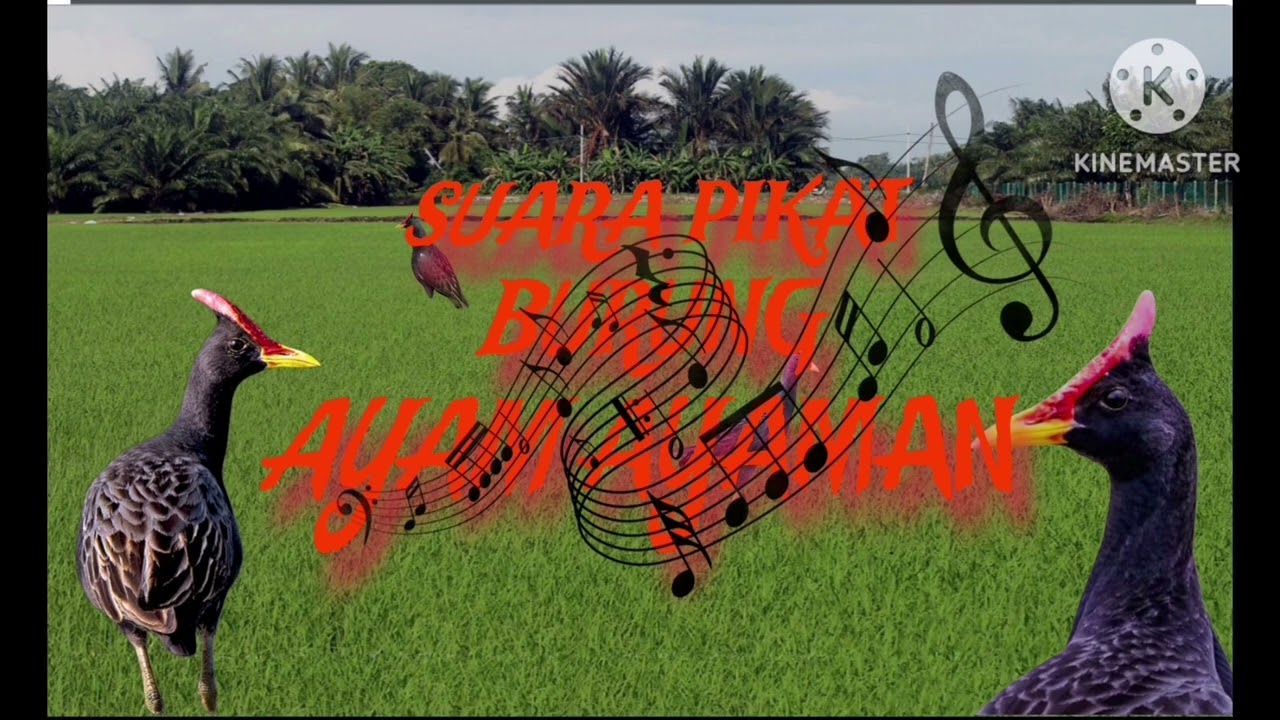 SUARA PIKAT BURUNG AYAM AYAMAN TERBAIK....