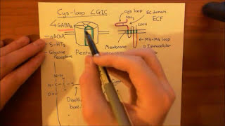 The GABA-A Receptors and the Benzodiazepines Part 3 Yo Gaba Gaba Gaba And Benzodiazepines Bac Talk Part 1 Of 2