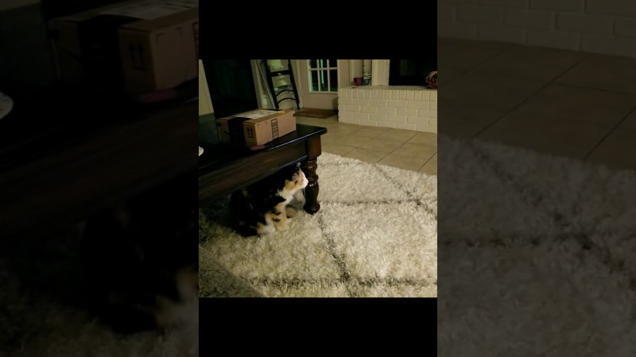 Our cat in awe watching Lion King YouTube