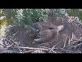 DECORAH EAGLES    7/31/2017    8:40 AM  CDT      CLIPS FROM THE DAY