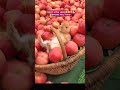 Rabbit eating apple.#rabbit #apple #cute #fyp #trending #viralvideo
