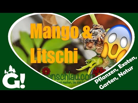 Veredelte Mango oder Sämling: Welche trägt wirklich früher?