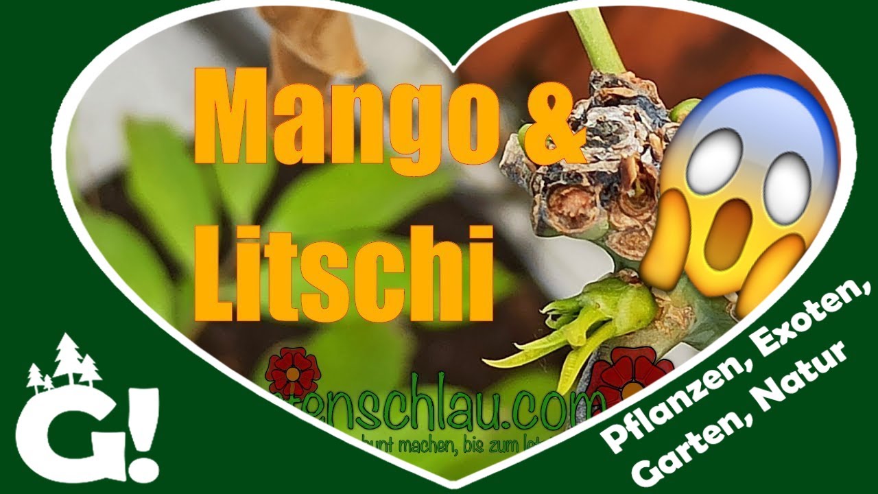 Veredelte Mango oder Sämling: Welche trägt wirklich früher?