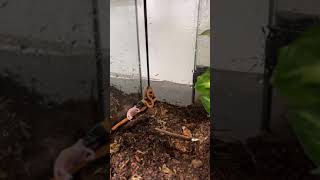 Celebrity Feeding My RARE Baby Pythons!! *INSANE* #shorts Wealth