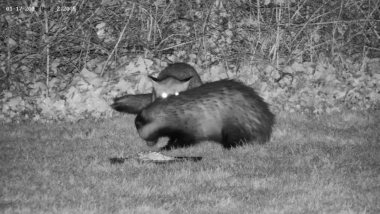 england traduccion Fox being unusually fiesty with a badger arguing over the food!