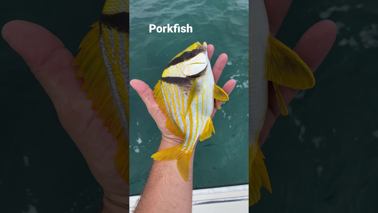 Releasing a porkfish. It’s considered a aquarium fish. 0 bag limit